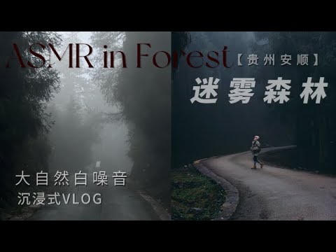 電影感氛圍ASMR | 沉浸式進入迷霧森林 Drive & Walk｜貴州安順平壩大坡林場【大自然治愈白噪音】