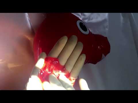 RUBBER GLOVES ✋ TIGHT GLOVES   AND MY CUTE LITTLE RODY 🤚 ❤️🐎