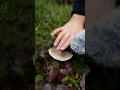 ASMR in the Swedish Forest 🇸🇪🌲 #asmr