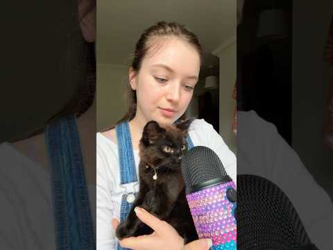 Kitten ASMR