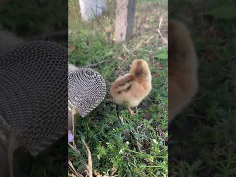 #shorts Asmr with chicken