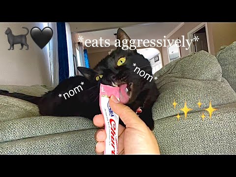 ASMR chunky kitty eating noises 🐈‍⬛✨
