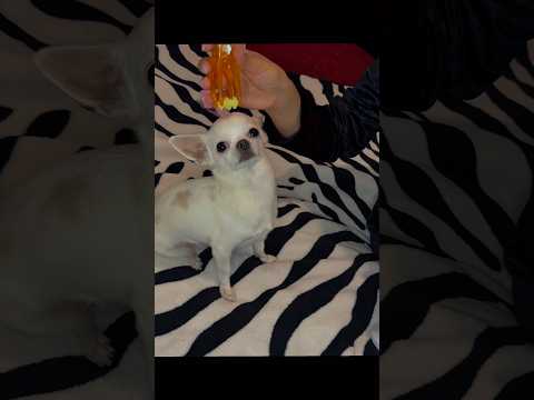 Honey Molly 🐶🍯 #asmr #hsyasmr #chiuahua #dog #relax