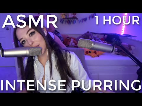 |ASMR| Intense Purring to Help You Fall Asleep 💤  (1 Hour)