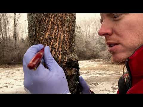 ASMR | Cranial Nerve Exam on a Tree | In the Rain