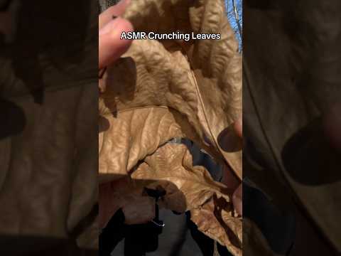 ASMR Crunching Leaves #asmr #asmrcrunchy #crunchysounds