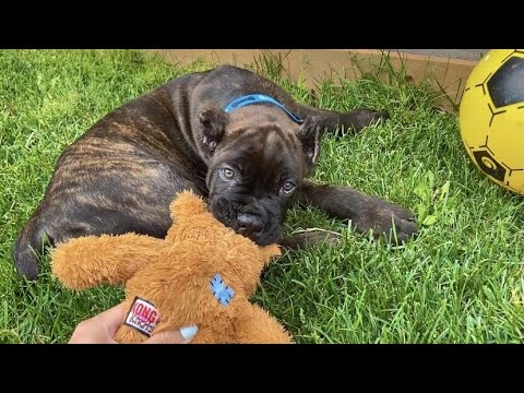 Meet My New Puppy! 🐶 (Lo-Fi Puppy ASMR)