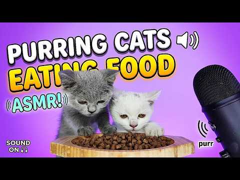 Purring Cat Eating Food ASMR