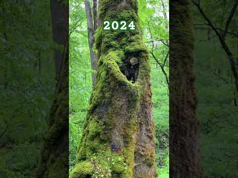 2024 Year in Video Imagery #nature