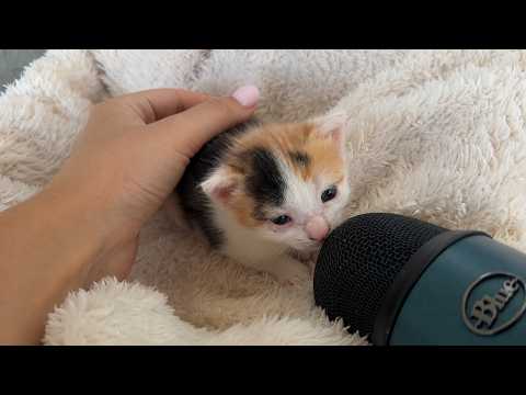 tiny kitty make asmr for first time