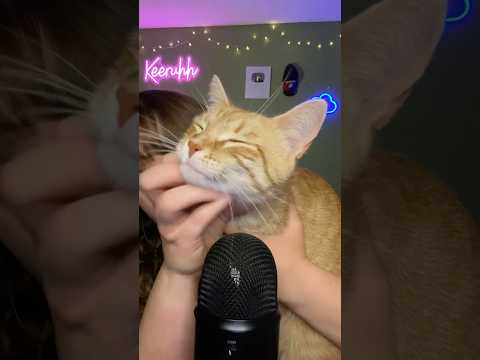 Do You Love Animals? 🐱 #asmr