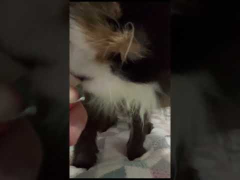 ASMR - GATO COMENDO | CAT EATING 🎧🐱