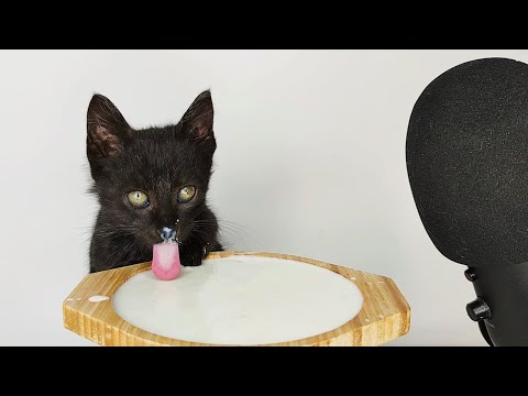 Kitten Drinking Milk ASMR