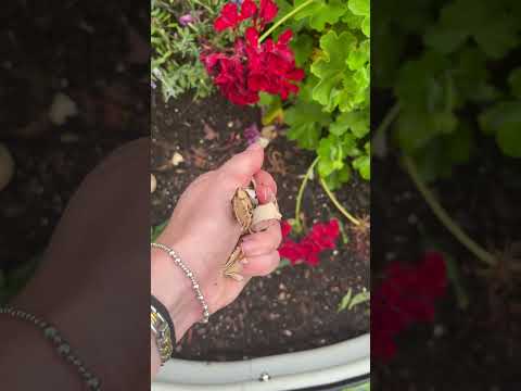 egg crunch asmr ! #asmrcrunch #asmrtriggers #asmrsatisfying #asmrsound #asmrintense #asmrgarden
