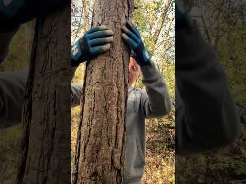 ASMR Tree Massage #asmr