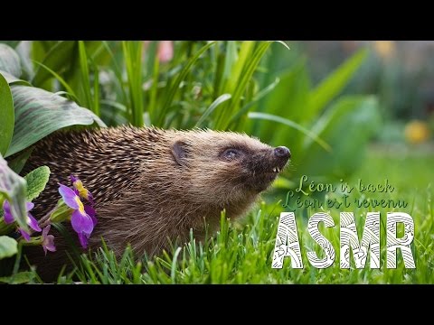 ASMR Français ~ Léon is back - whispering / Léon est revenu - chuchotement