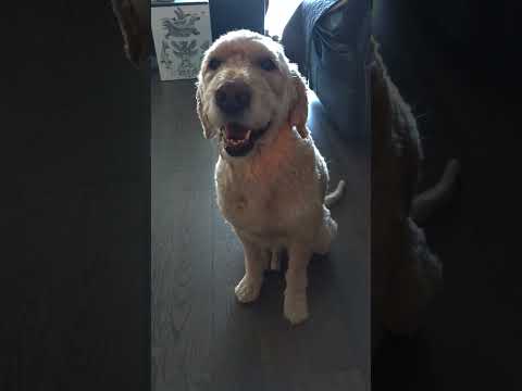 Q&A With My Nephew #dog
