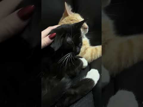 Purring kitty ASMR #asmr