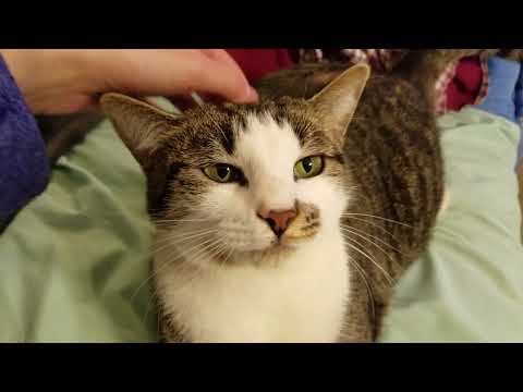 Short Unreleased ASMR Video from Dec. 2016 ~ Petting and Scratching My Cat Lilly ~ Purring Sounds 