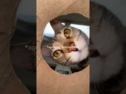 O VERDADEIRO BANHO DE GATO DO ASMR 😺