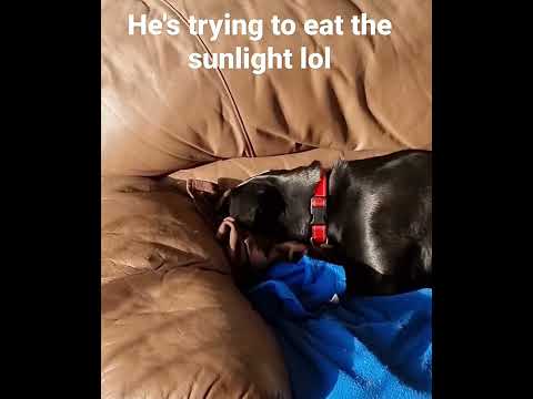 My Silly dog #dog #shorts #cute #dogvideos