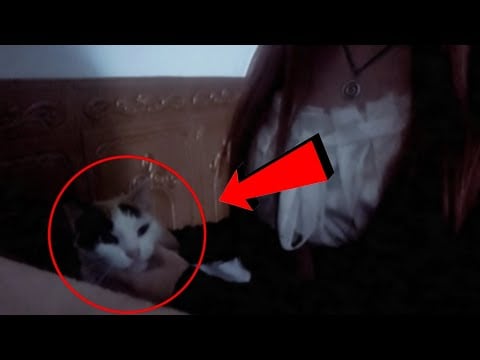 ASMR gata captada en cámara cometiendo fraud3 fiscal | mouth sounds & hand sounds