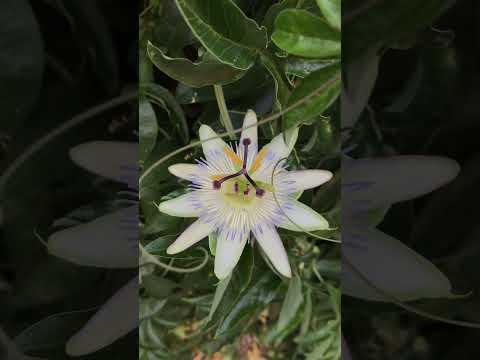 Passiflora Flower for your Inner Peace and Calming the Collective Nervous System #healing #vibration