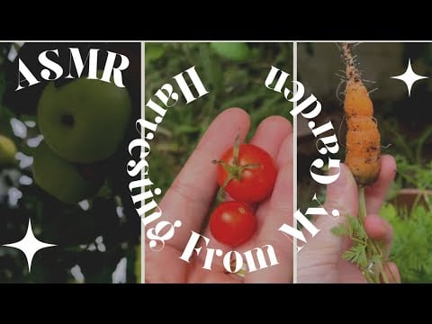 ASMR Harvesting From My Garden (Whispered Voiceover) 🍅🥕🍏