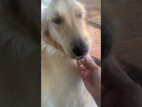 ASMR ON A DOG 🐶💤 #dogasmr #doglover #shortsviral #asmrmouthsounds #asmrvideos