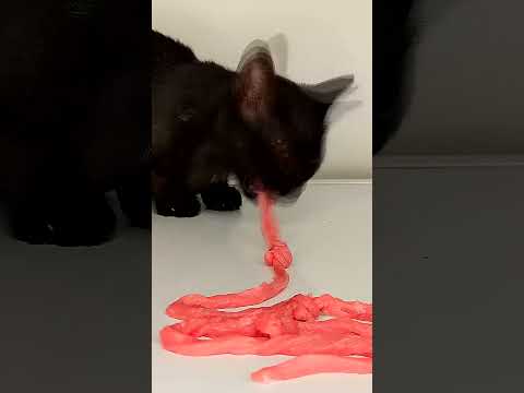 Cat Eating Beef 😺 #Shorts