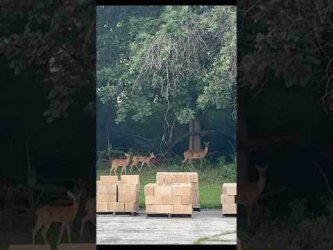 #ASMR with deer #foru #animals