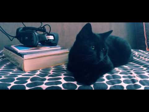Meet my kitten !😻 purring,😸 RELAXING😽 tapping, scratching, eating candy [[ASMR]]