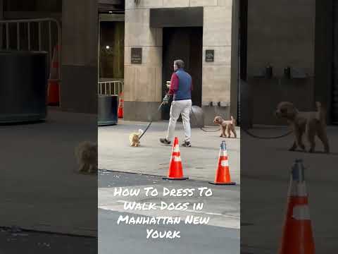 How To Dress To Walk Dogs in Manhattan New York 🗽