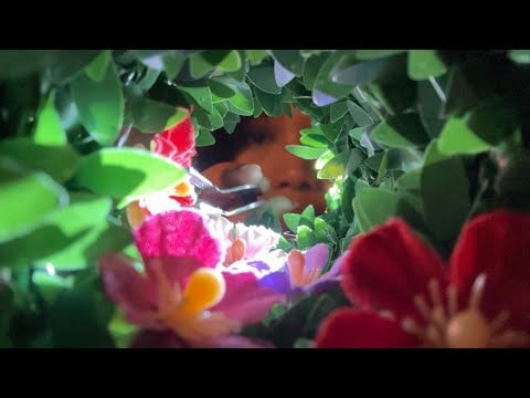 asmr enchanted ✿ — mouthsounds, lights, visual trigger, tunnel (flower garden)