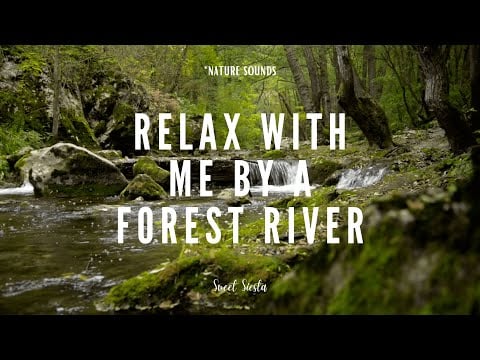 🌲 Relax with Me by a Forest River | Tranquil Nature Escape