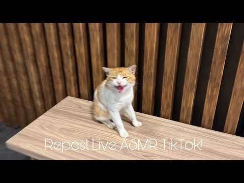Repost Live ASMR on TikTok!🧚🏻✨🐈