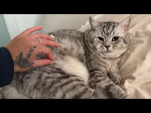 ASMR on my 14lb British Shorthair cat 🐱 Smudge 😍
