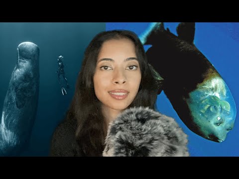 ASMR ocean mysteries iceberg