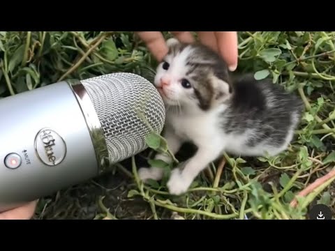 Cat asmr for first time