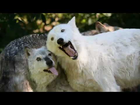 Wolf furry licks your ears at a bus stop during a rainstorm/furry asmr/ear licking