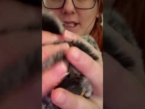 asmr lying to you trigger. pet the cat