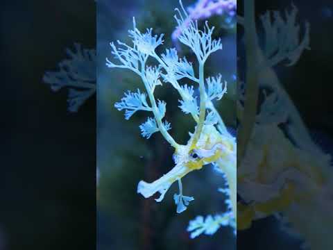 ASMR Ear to ear whispered facts about Seahorses #shorts