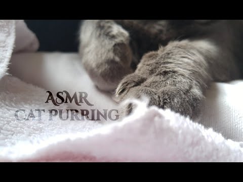 [Cat ASMR] Purring, washing, white noise sounds~
