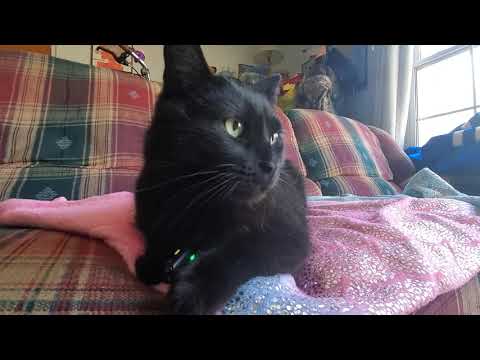 [ASMR] CAT ASMR (relaxing, tingly, purring, scratching, licking, heartbeat, fur sounds, kitty, cute)