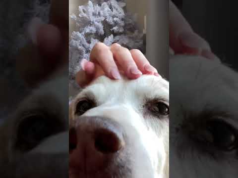 plastic dog asmr