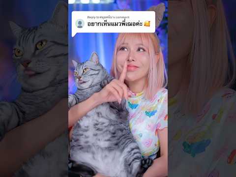 Asmr My 3 Cats Nom Nom ☺️