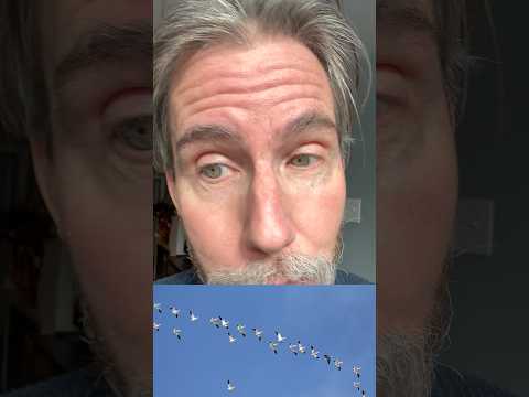 I think I saw Snow Geese migrating
