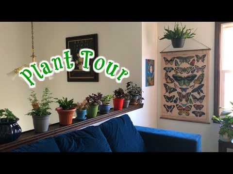 ASMR|  🍃 Relaxing Plant Tour - Lo-Fi 🍃