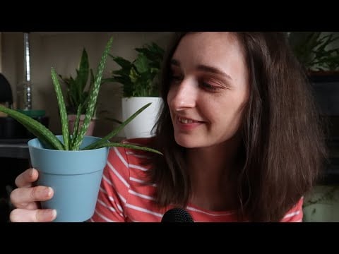 ASMR Do You Have A Favorite Plant? I Will Show You Mine ^_^ ~ Soft Spoken Repotting