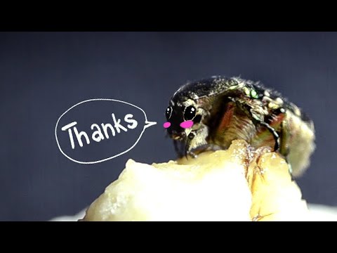 I found a tired beetle and gave him a banana and a shower (timelapse)